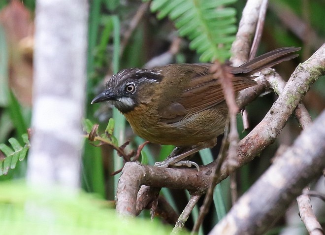 Gray-throated Babbler - ML378701301