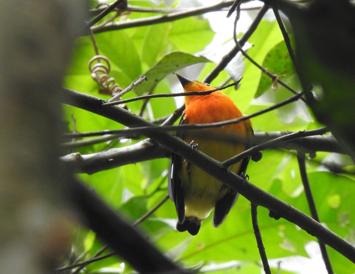 Band-tailed Manakin - ML378702371