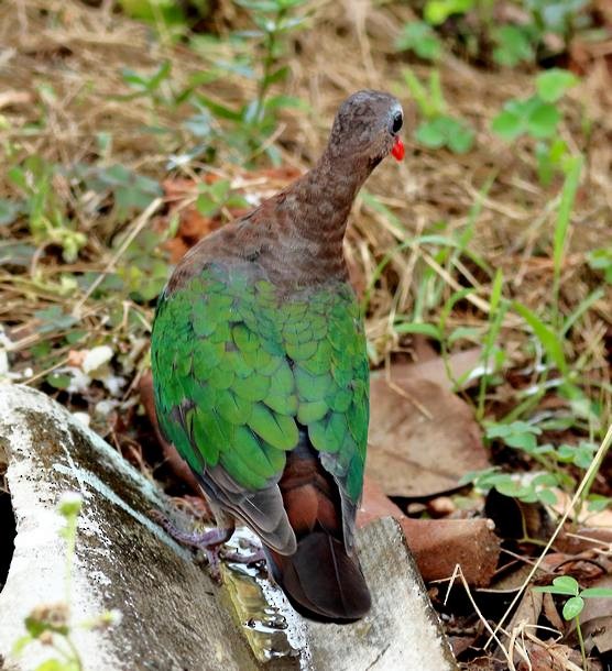 Asian Emerald Dove - ML378702501