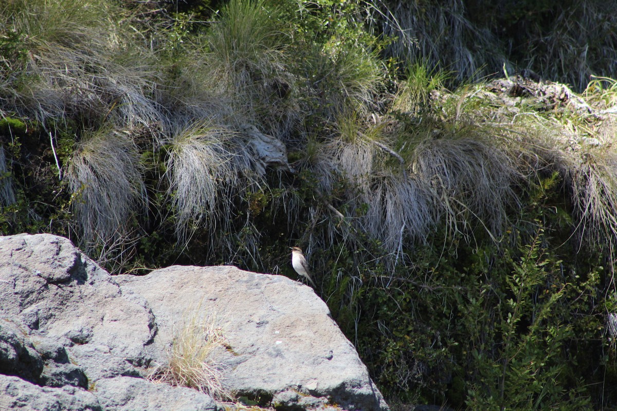 White-browed Ground-Tyrant - ML378702551