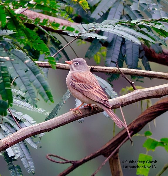 Gray-necked Bunting - ML378702731