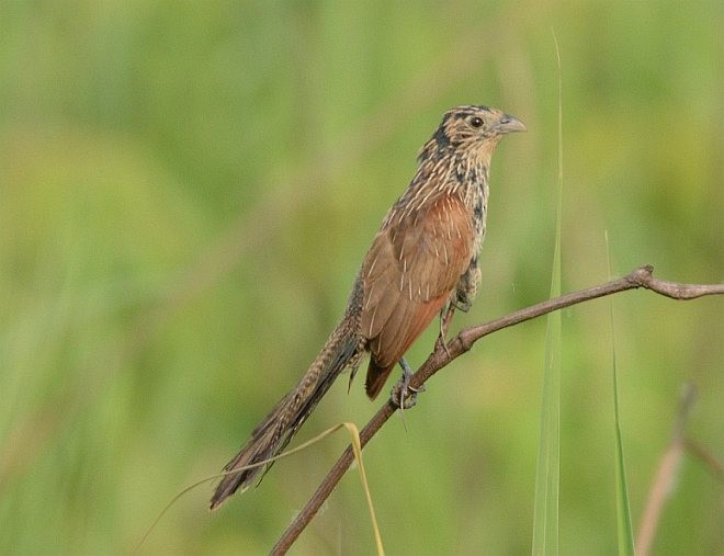 Lesser Coucal - ML378702901