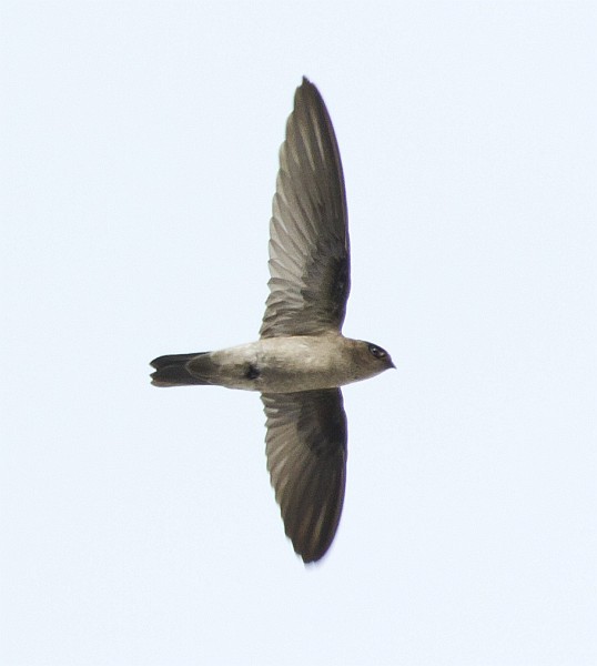 White-nest Swiftlet (Germain's) - ML378703661