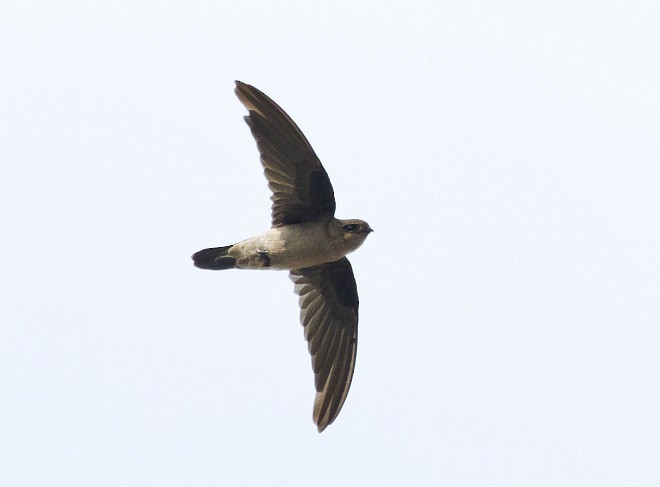 White-nest Swiftlet (Germain's) - ML378703671