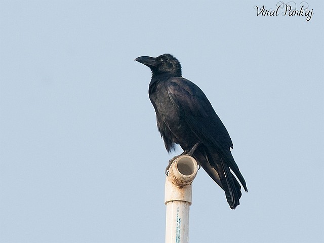 Large-billed Crow (Indian Jungle) - ML378703891