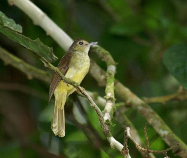 Hairy-backed Bulbul - ML378704721