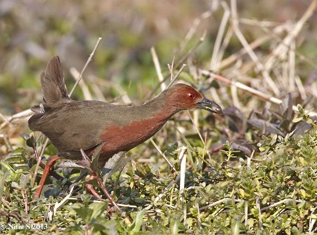 Ruddy-breasted Crake - ML378704861