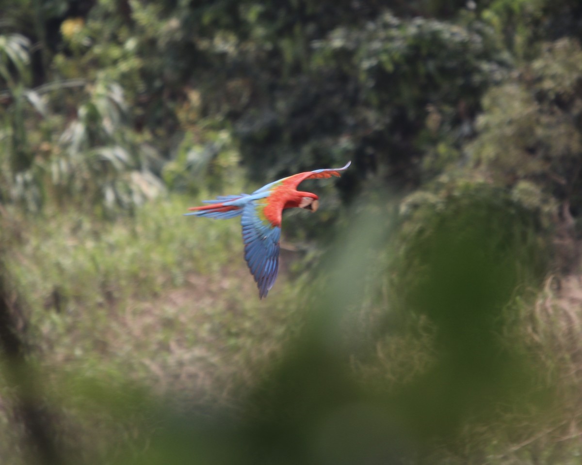 Red-and-green Macaw - ML378706321