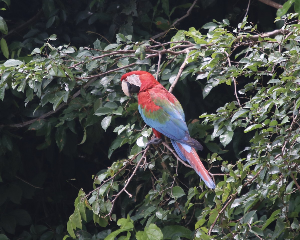 Guacamayo Aliverde - ML378706371