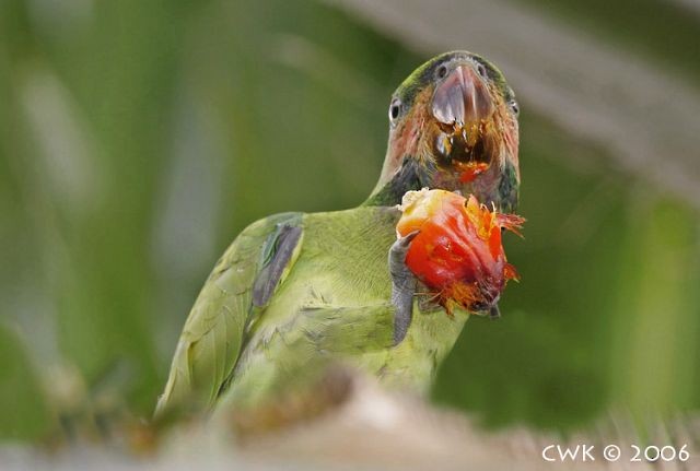 Uzun Kuyruklu Yeşil Papağan (longicauda/defontainei) - ML378706951