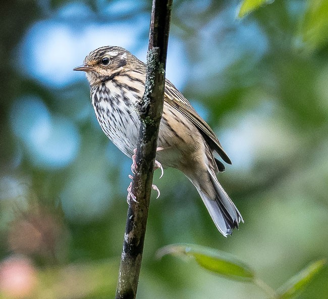 Olive-backed Pipit - ML378707121