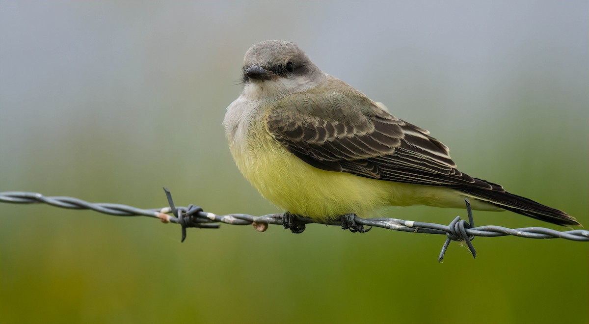 Western Kingbird - Connor Bowhay