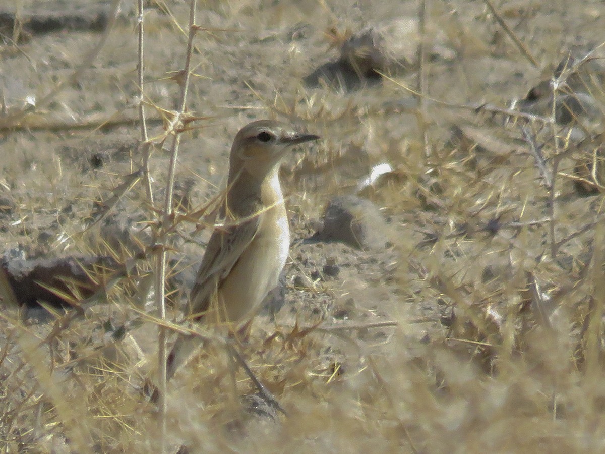 Isabelline Wheatear - ML37870771