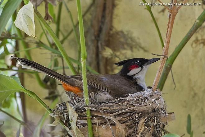 Red-whiskered Bulbul - ML378708491