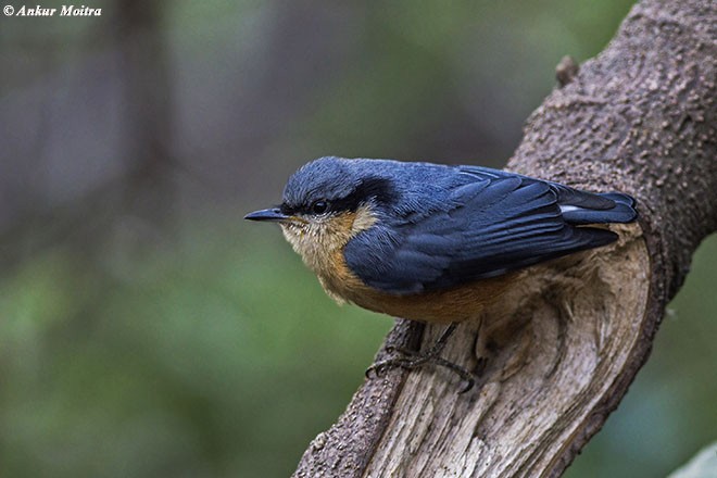 White-tailed Nuthatch - ML378708651