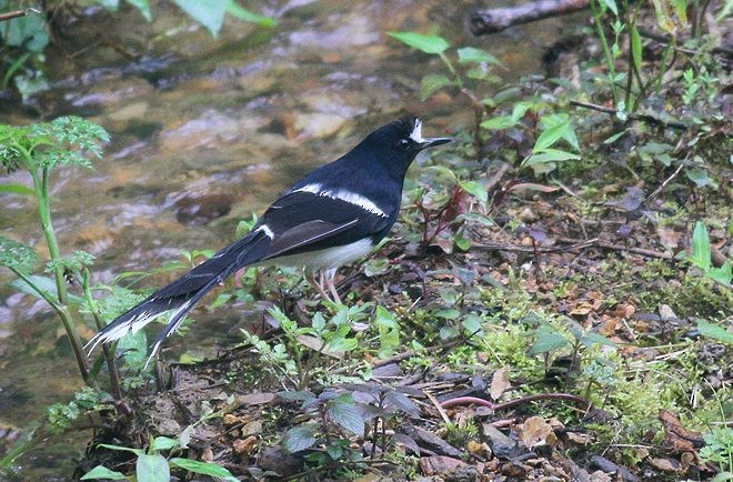 White-crowned Forktail (Northern) - ML378708791
