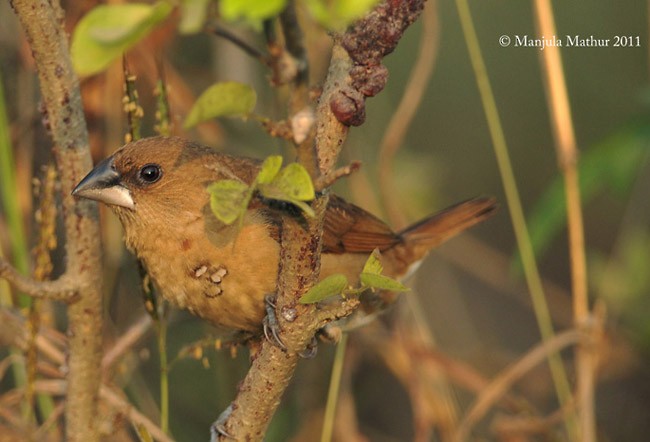 Scaly-breasted Munia (Checkered) - ML378708941