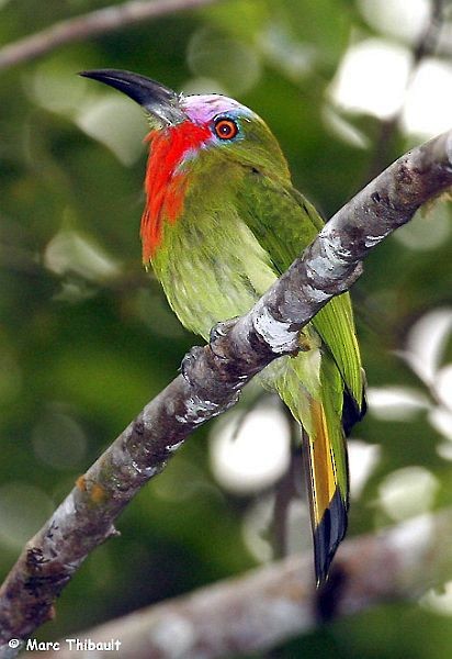 Red-bearded Bee-eater - ML378709161