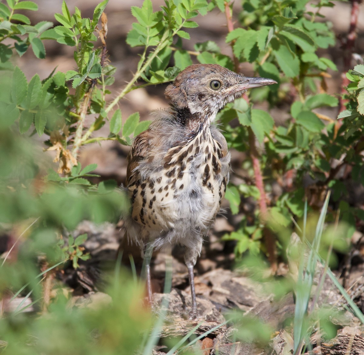 Brown Thrasher - Liam Ragan