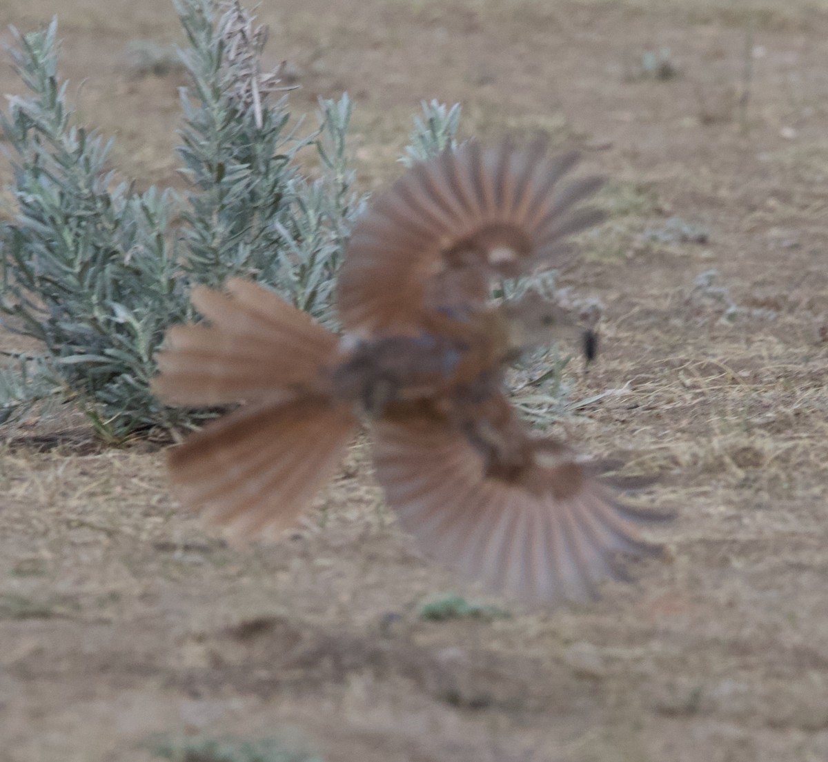 Brown Thrasher - Liam Ragan