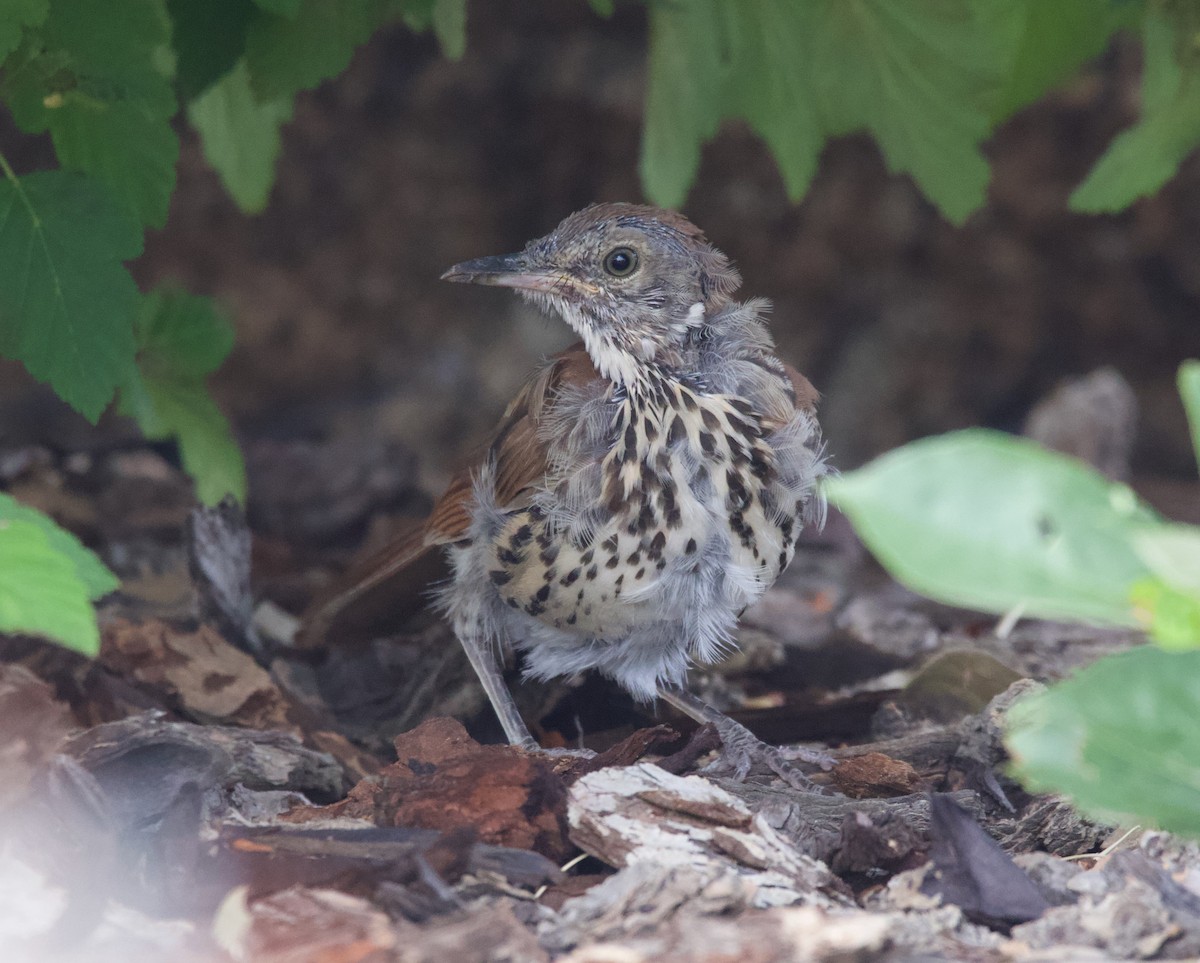 Brown Thrasher - ML378709281