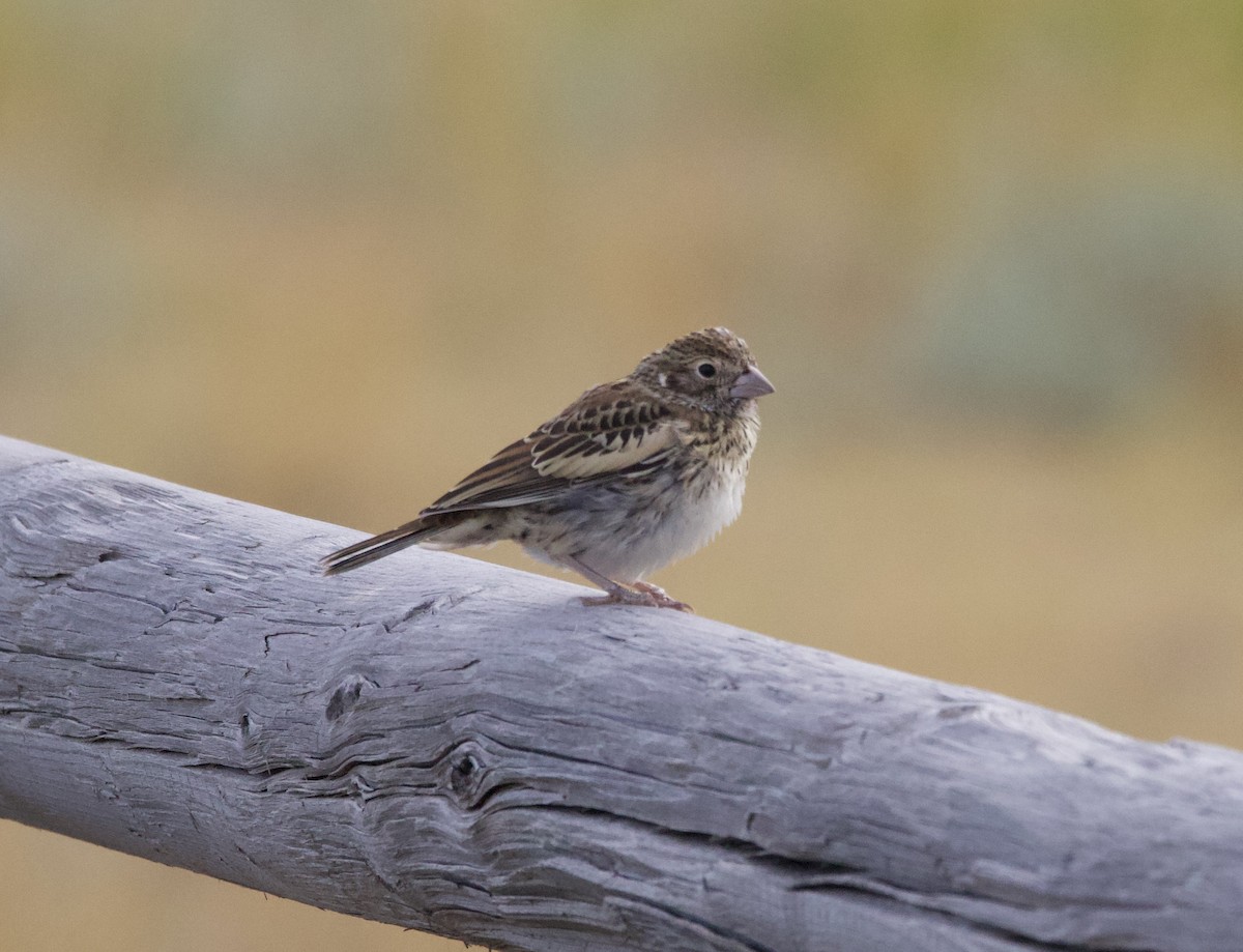 Lark Bunting - ML378709311