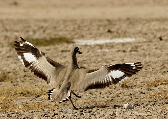 Great Thick-knee - jaysukh parekh Suman