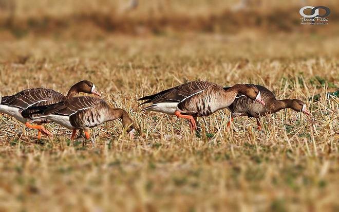 Greater White-fronted Goose - ML378710001