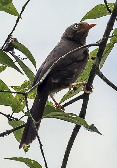 Orangeschnabel-Drosselhäherling - ML378710861