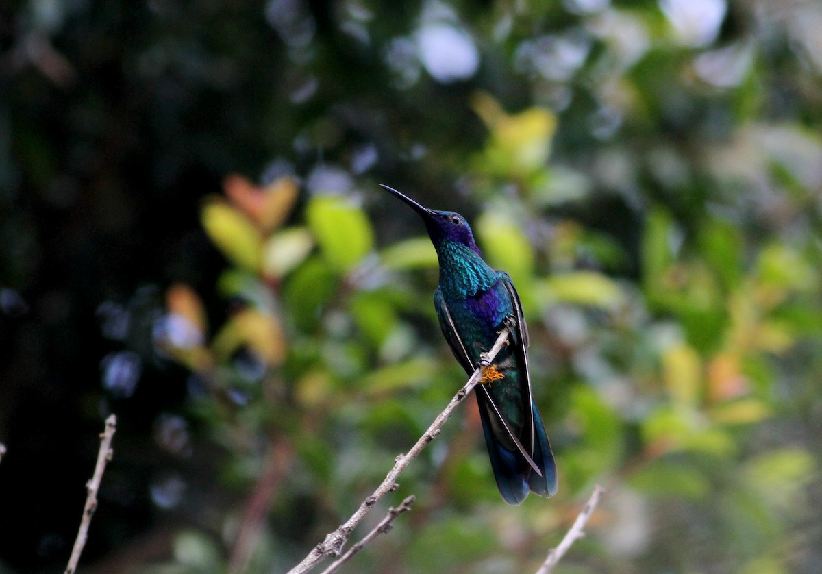 kolibřík modrolící - ML37871111