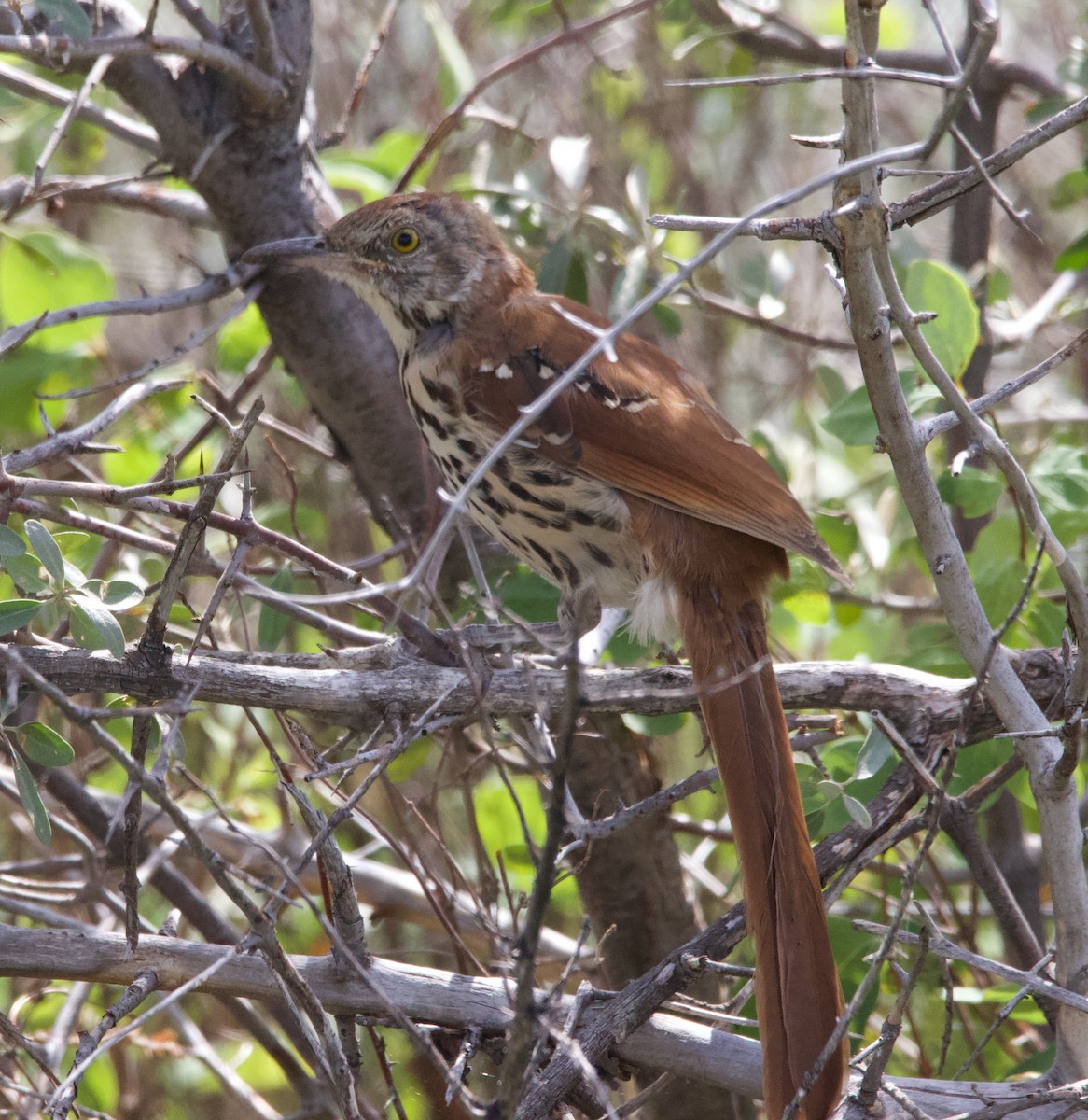 Brown Thrasher - ML378711261