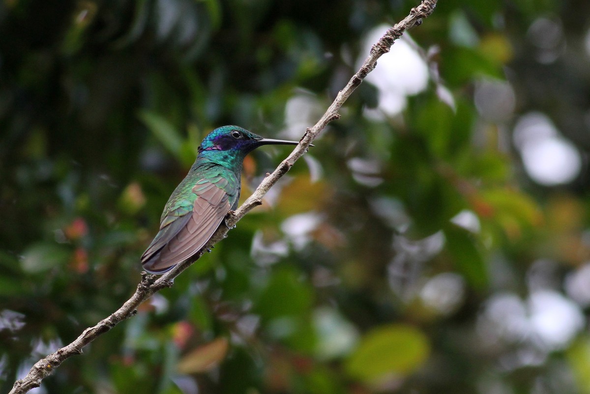 Sparkling Violetear - Jay McGowan