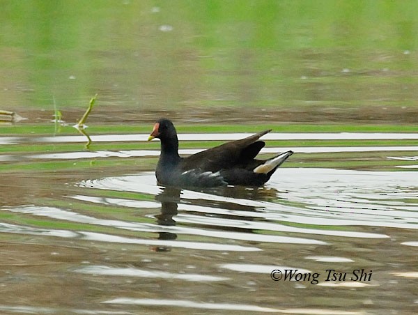 Eurasian Moorhen - ML378711651