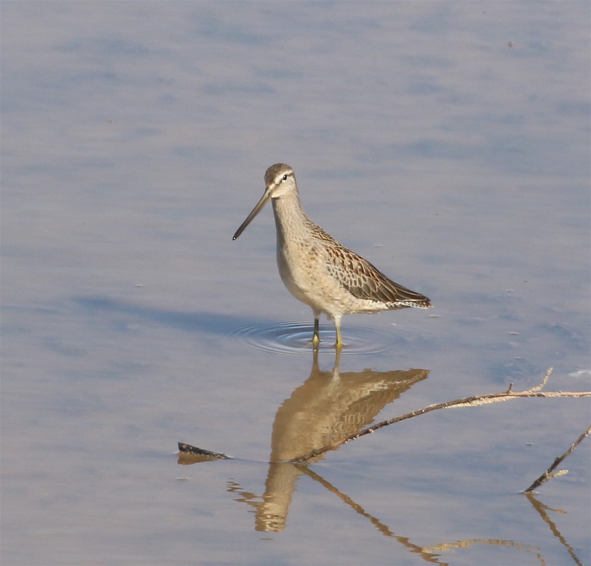 Long-billed Dowitcher - ML378711681