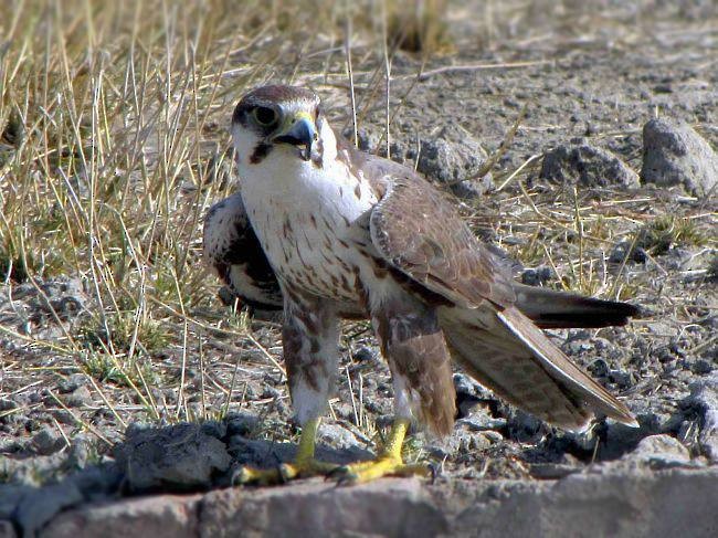 Laggar Falcon - ML378711791