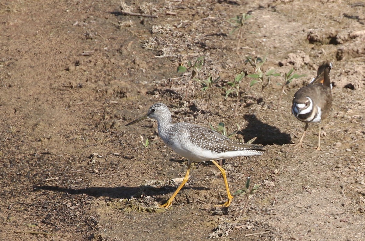 Greater Yellowlegs - ML378711831