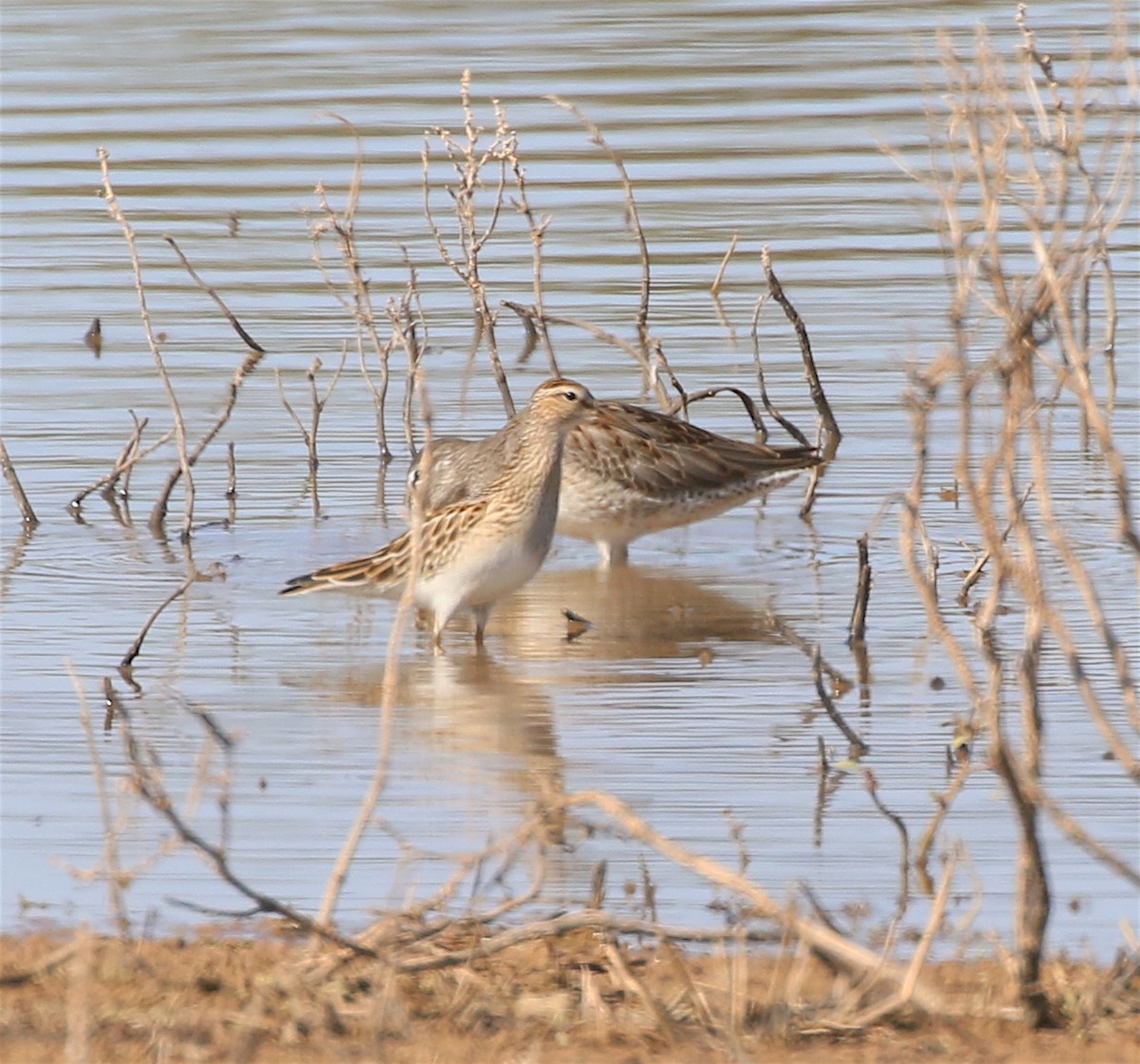 Graubrust-Strandläufer - ML378711891