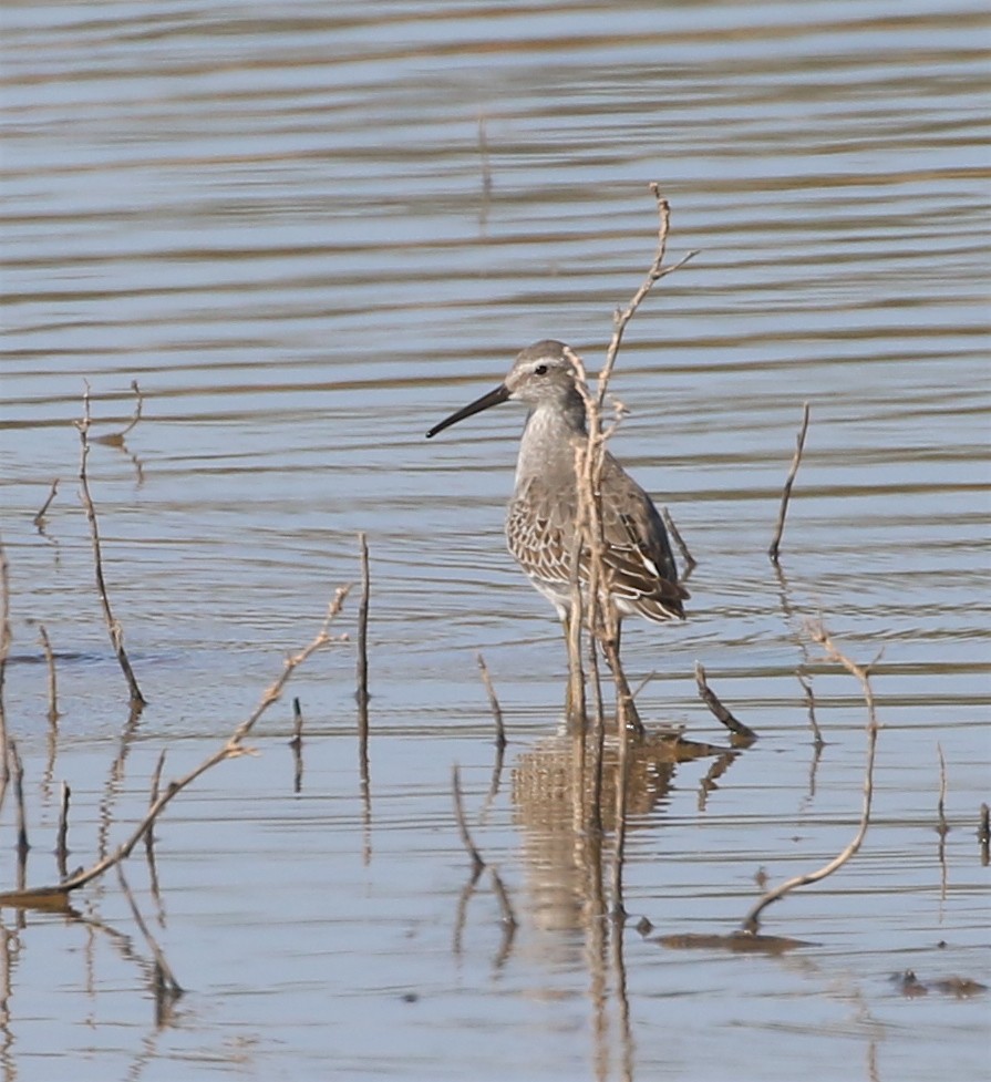 Stilt Sandpiper - ML378711951