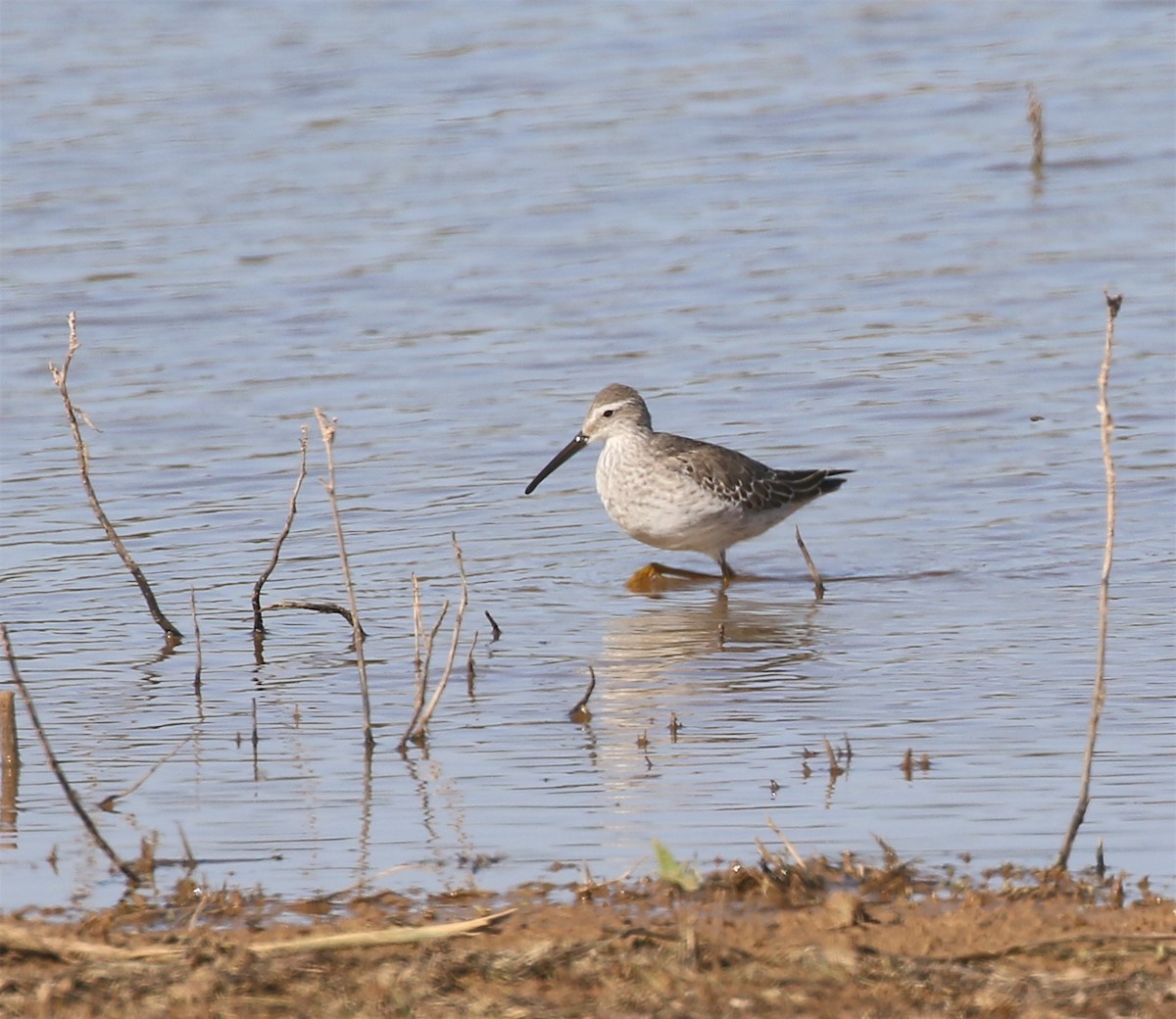 Stilt Sandpiper - ML378712001