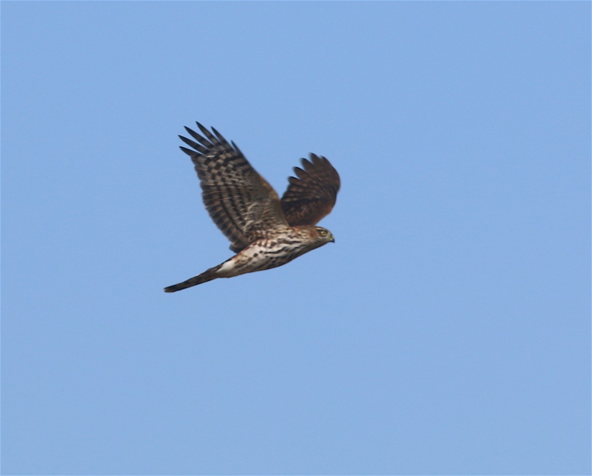 Sharp-shinned Hawk - ML378712121