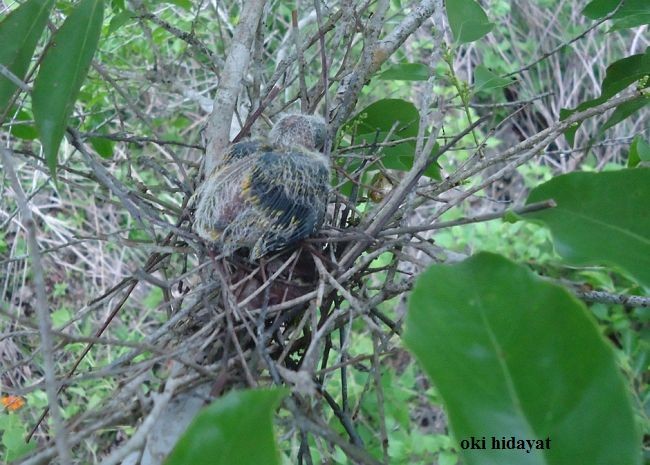 Rose-crowned Fruit-Dove - Oki Hidayat