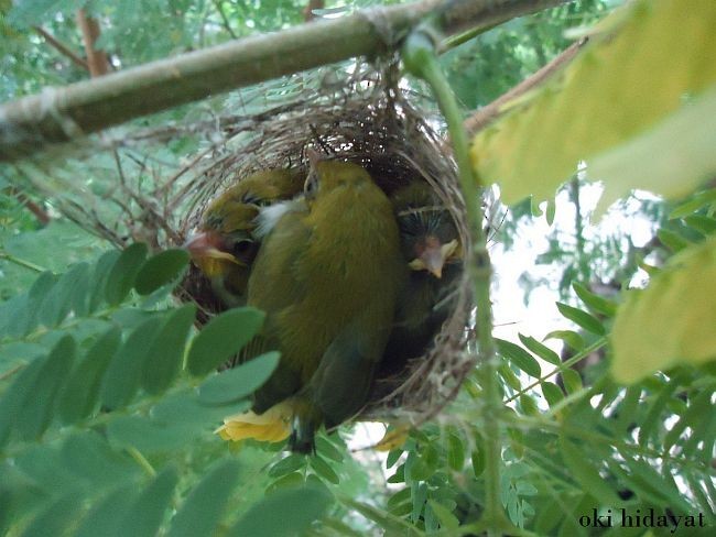 Ashy-bellied White-eye - ML378712181