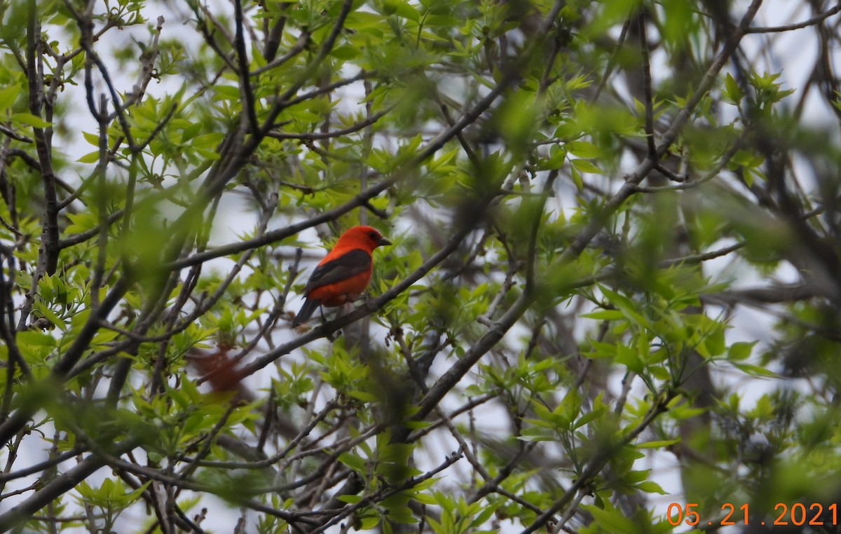 Scarlet Tanager - ML378712291
