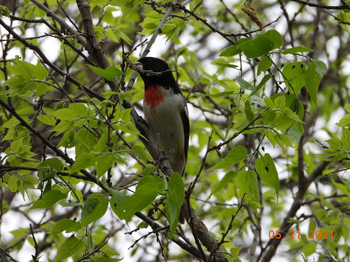 Rose-breasted Grosbeak - ML378713071