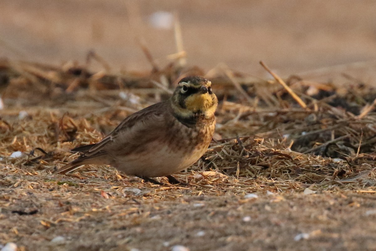 Horned Lark - ML378713381