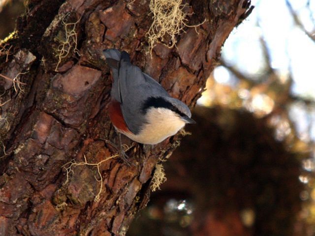 Chestnut-vented Nuthatch - Thet Zaw Naing