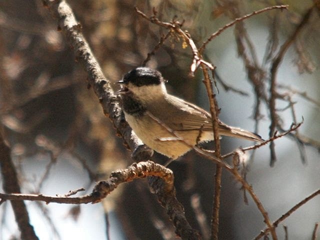 Black-bibbed Tit - ML378713441