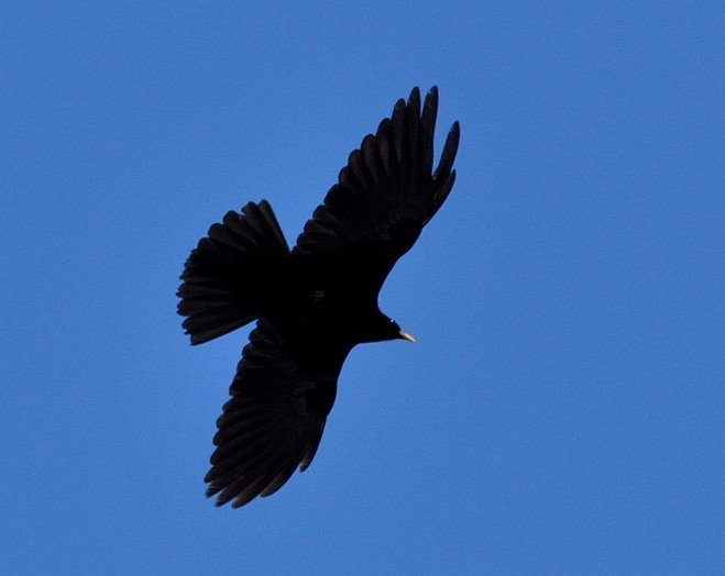 Yellow-billed Chough - ML378714141