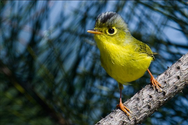 White-spectacled Warbler - ML378714661