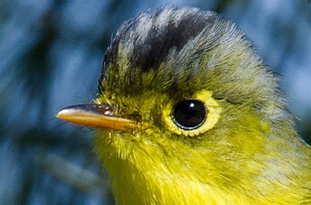 White-spectacled Warbler - ML378714671